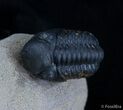 Bargain Reedops Trilobite - Inches #2081-4